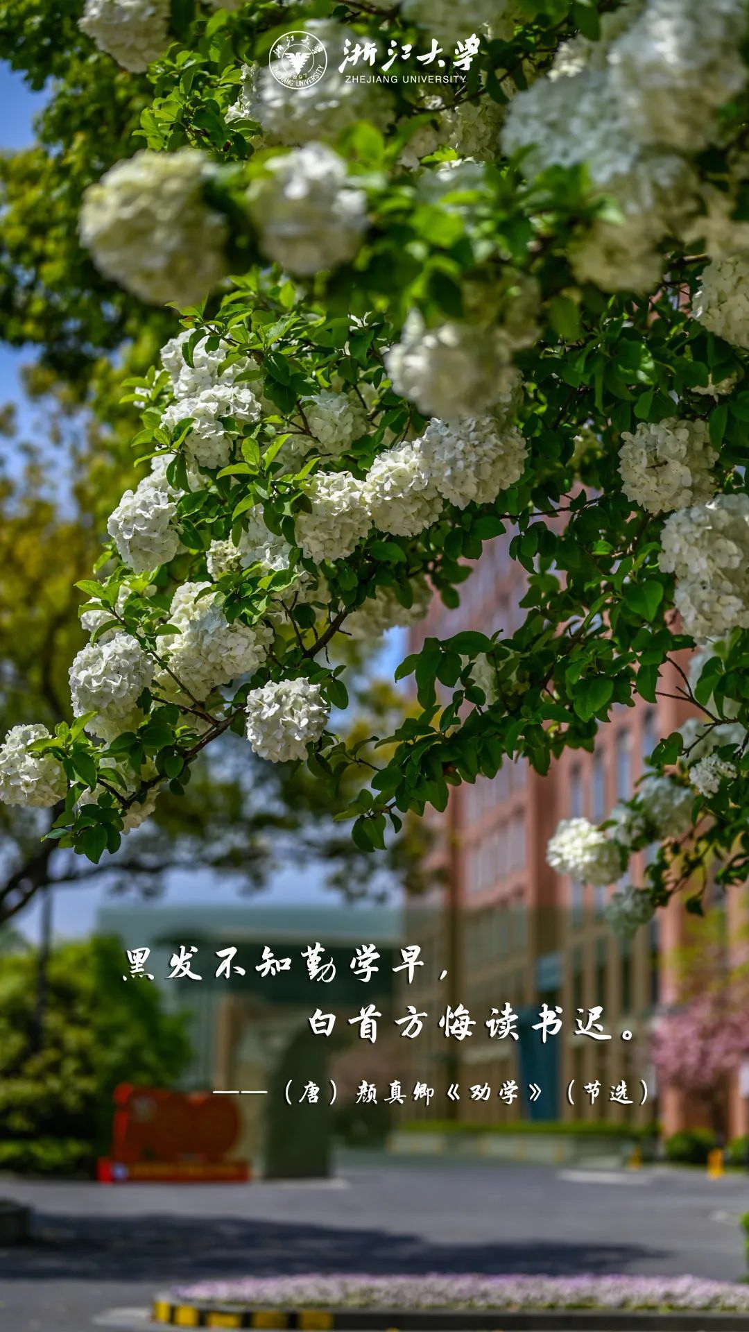 浙江大學 早安青春