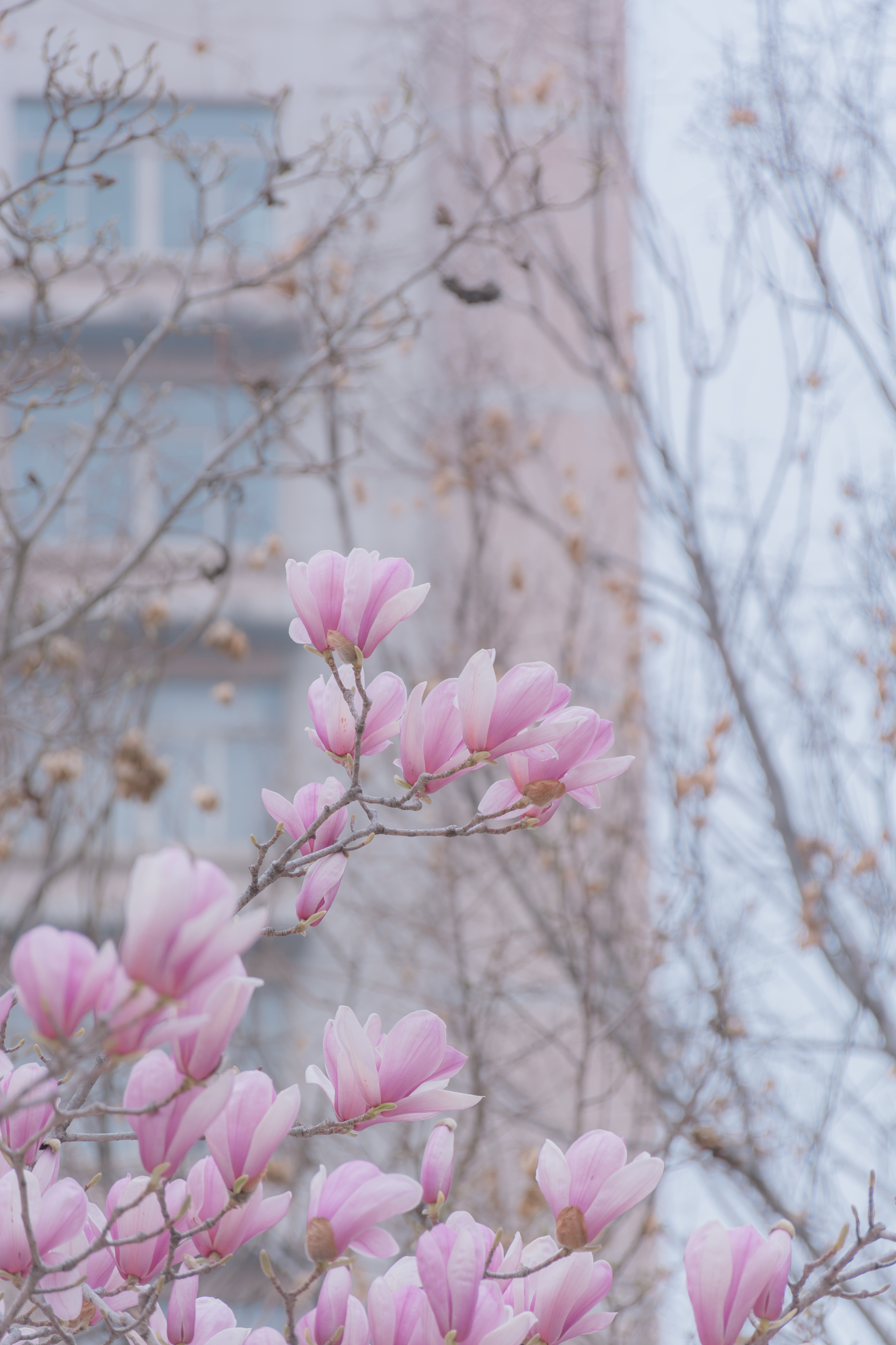 山東農(nóng)業(yè)大學(xué)-校園風(fēng)景