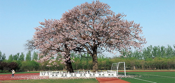 山東女子學(xué)院 - 最美大學(xué)