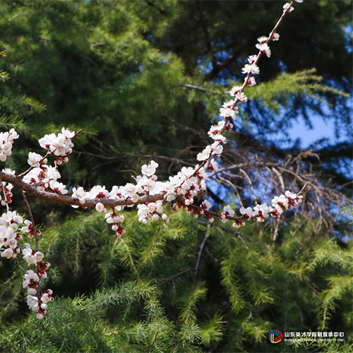 山東英才學院-最美校園