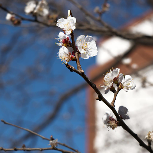 陌上花開