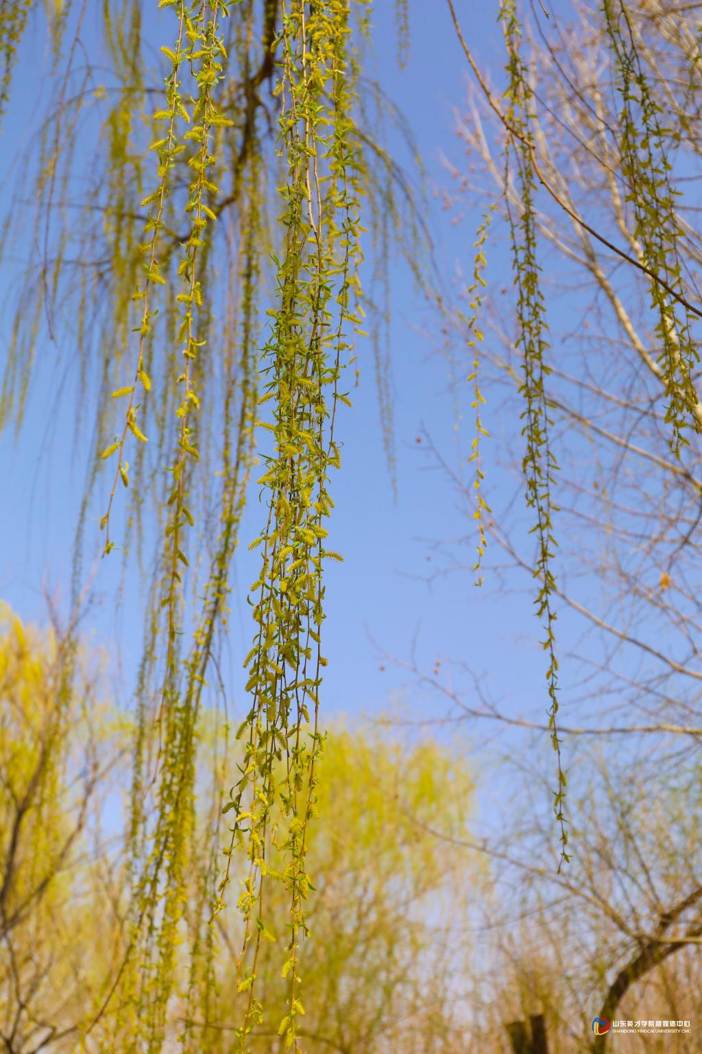 山東英才學(xué)院-校園風(fēng)景