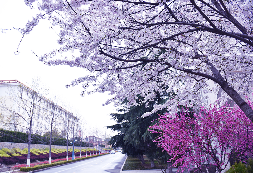 青島黃海學院 - 院校概況