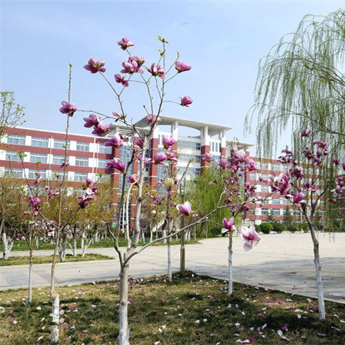 最美大學(xué)