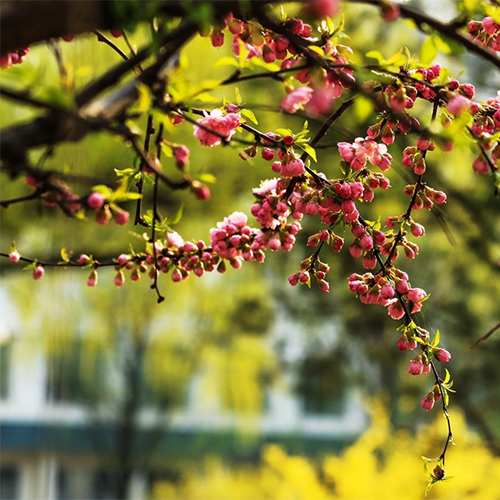 北京財(cái)貿(mào)職業(yè)學(xué)院-大學(xué)文化