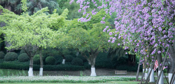 四川大學(xué)錦江學(xué)院 - 最美大學(xué)