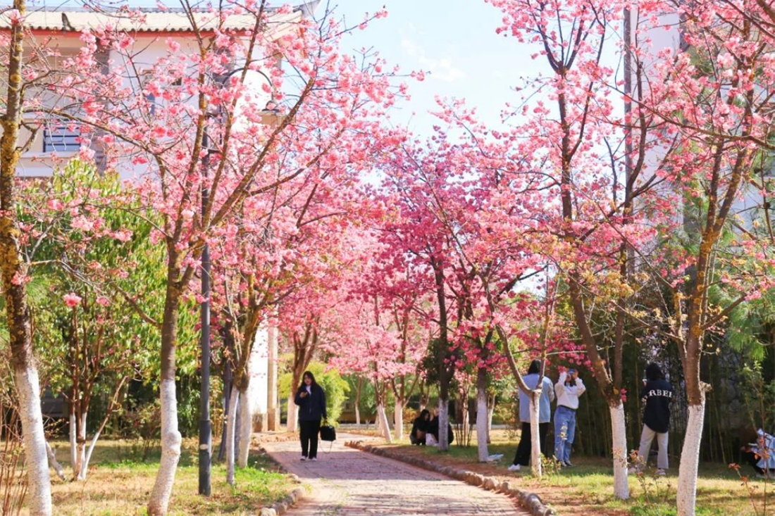麗江文化旅游學(xué)院（原云南大學(xué)旅游文化學(xué)院）2022年專科招生簡章