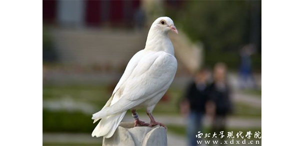 西北大學(xué)現(xiàn)代學(xué)院 - 最美大學(xué)