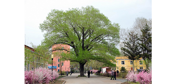 齊齊哈爾大學(xué) - 最美大學(xué)